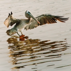 Introduction to Birds and Wildlife 