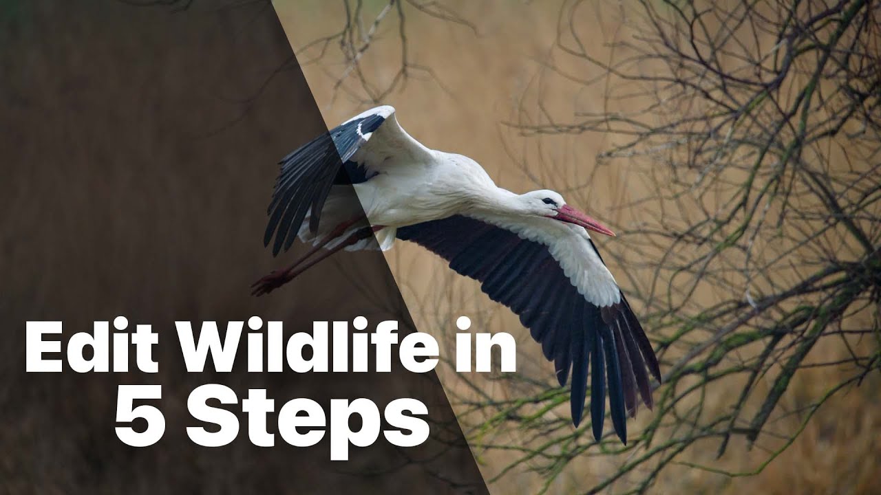 Edit Wildlife in 5 Easy Steps