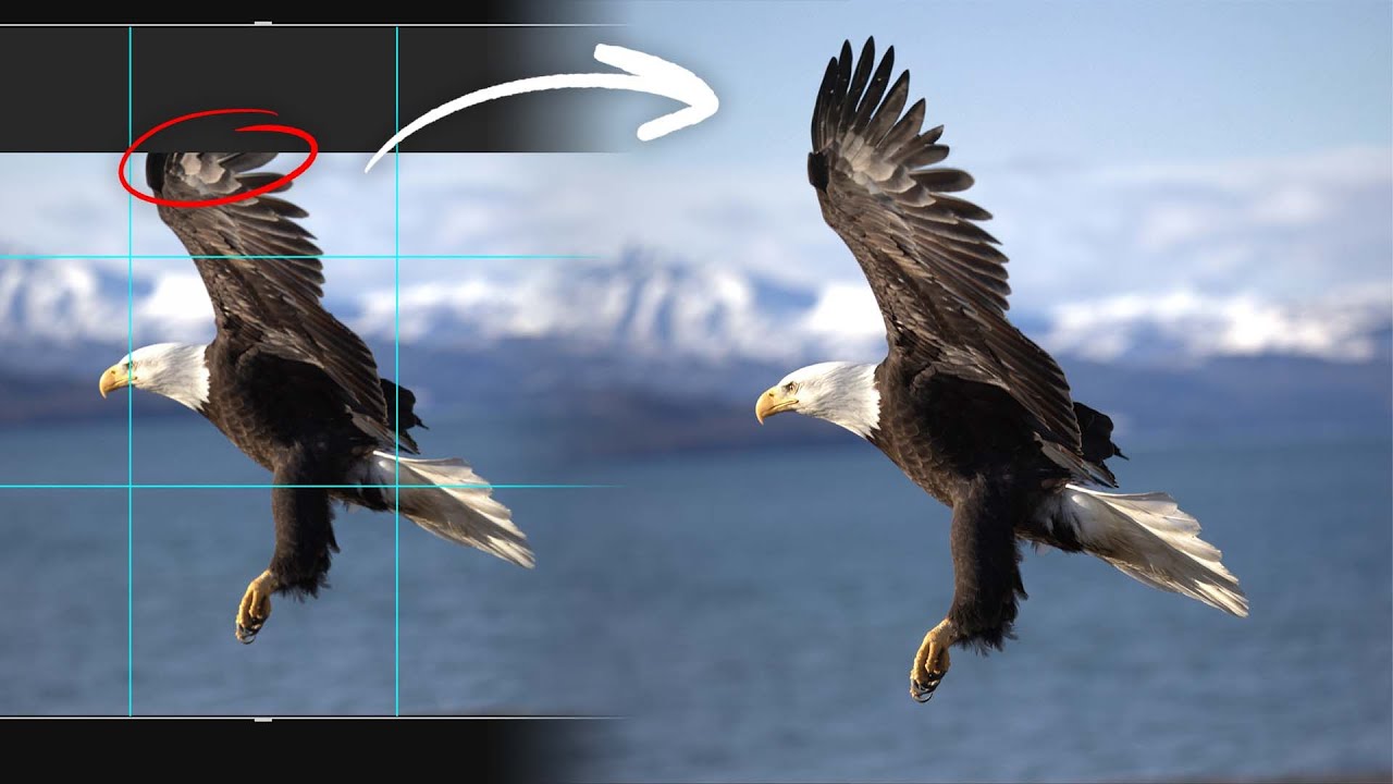 Fixing Composition in Wildlife Photos with Generative Crop