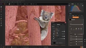 Importing, Using Search Styles & Editing in Photo RAW 2024