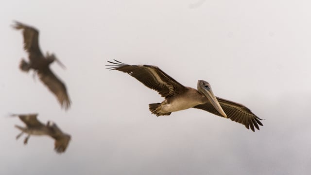 Introduction to Birds & Wildlife