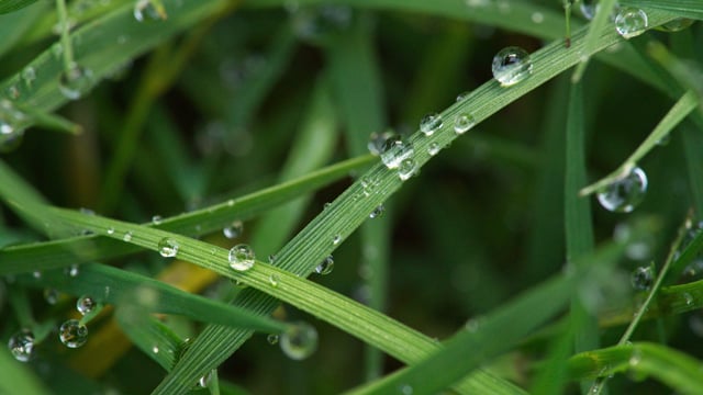 Introduction to Macro Photography