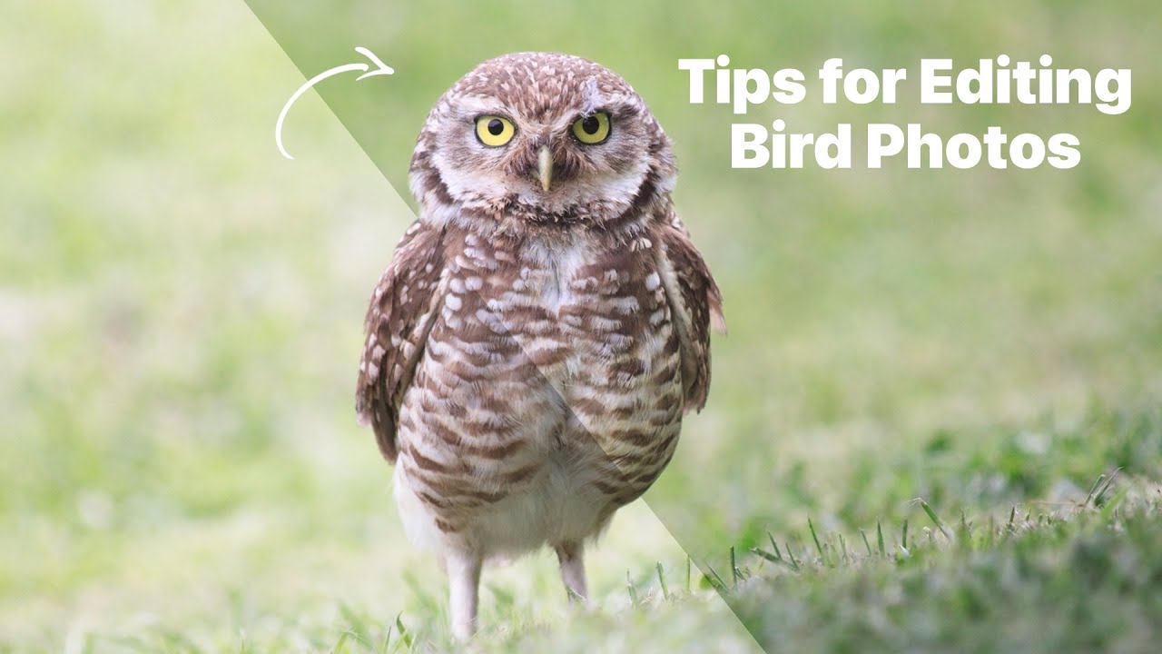 Tips for Editing Bird Photography in ON1