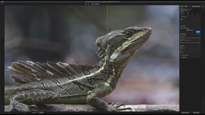 Wildlife Editing Tips & Tricks